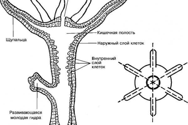 Пользователь не найден на кракене